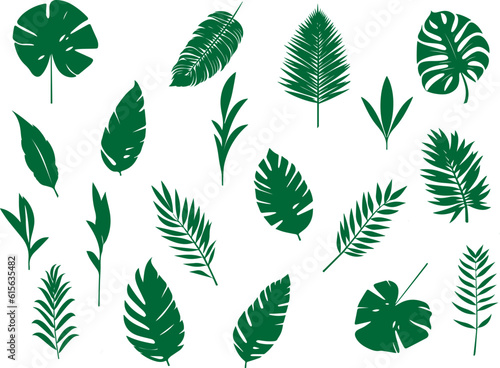 Set of tropical leaves.Collection of exotic palm leaves.Monstera leaf and banana leaves.Botanical plant collection.Leaf icon set.Jungle plant.