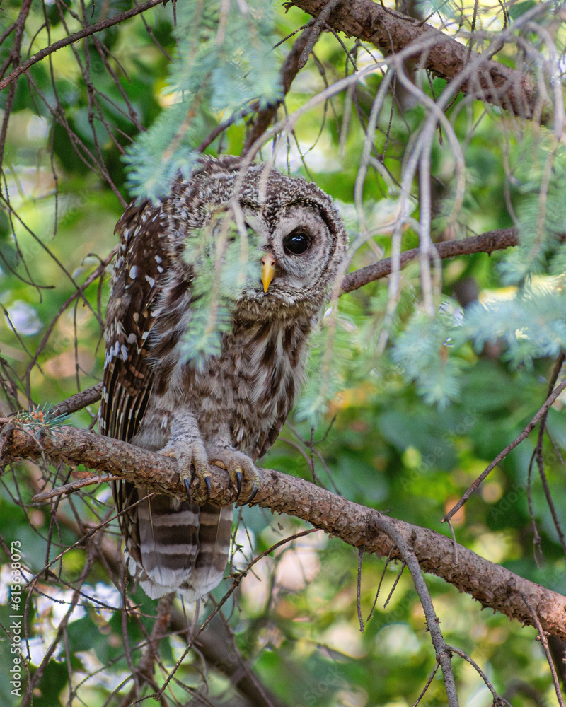 A barred owl is sitting on a tree branch in summer time A barred owl is sitting on a tree branch in summer time