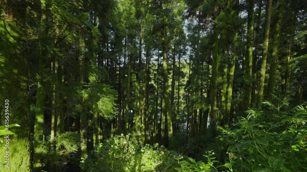 Lush Green Vegetation and Verdant Forests in the Enchanting Azores Lush Green Vegetation and Verdant Forests in the Enchanting Azores