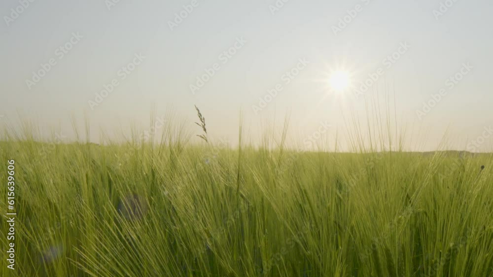 Ripening green wheat ears in the light of full sun, swaying in the wind on a cloudless day Ripening green wheat ears in the light of full sun, swaying in the wind on a cloudless day