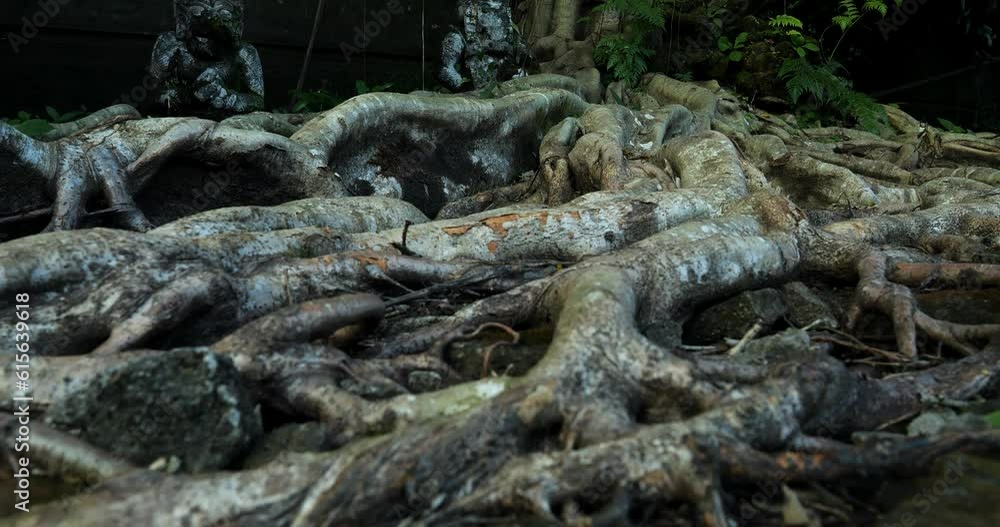 Slow motion shot of huge roots from a tree from bali in indonesia in ubud during an adventurous journey through the temple Slow motion shot of huge roots from a tree from bali in indonesia in ubud during an adventurous journey through the temple