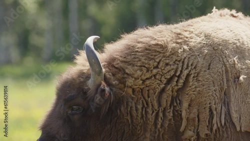 Shaggy fur coat and beard of European bison basking in sun, profile closeup