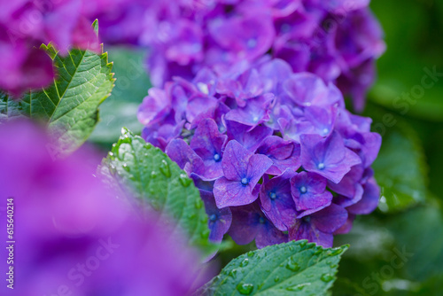美しい紫陽花