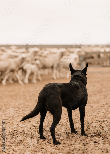 sheep dog on the farm