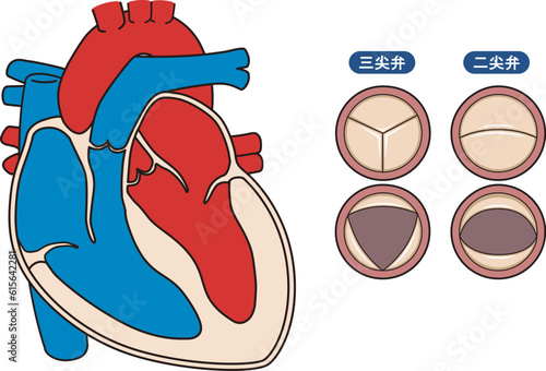 心臓 二尖弁 三尖弁