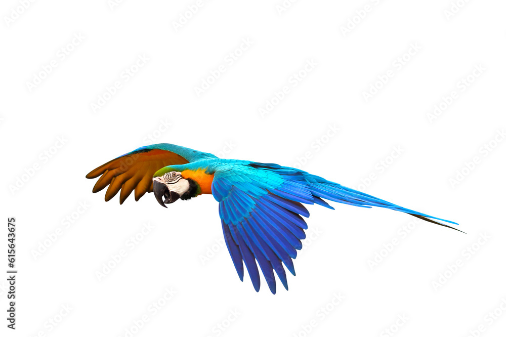 Fototapeta premium Colorful flying parrot isolated on transparent background png file