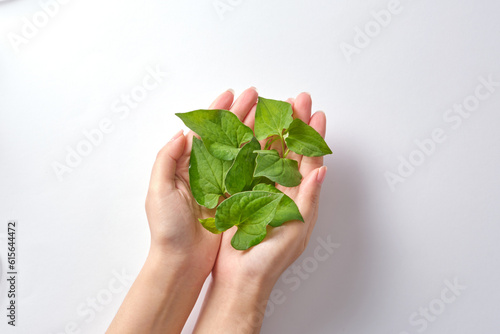 On a white background, fresh fish mint leaves are being held in a woman's palms. Scene for advertising cosmetic products with natural ingredients is fish mint with many uses. Top view, flat lay photo