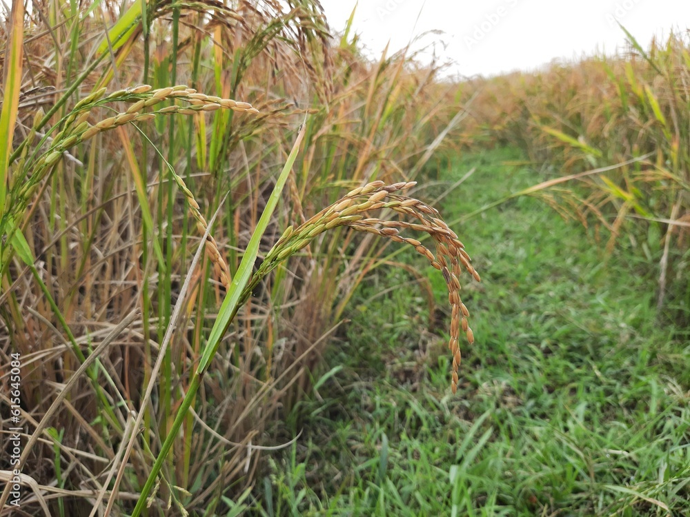 The land of ripe paddy. Golden paddy. ripe rice field. The land of ripe paddy. Golden paddy. ripe rice field.