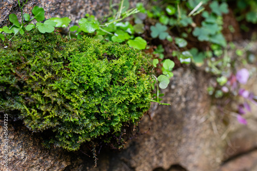 green moss on the stone. Hypnum cupressiforme photo