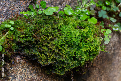 green moss on the stone. Hypnum cupressiforme photo