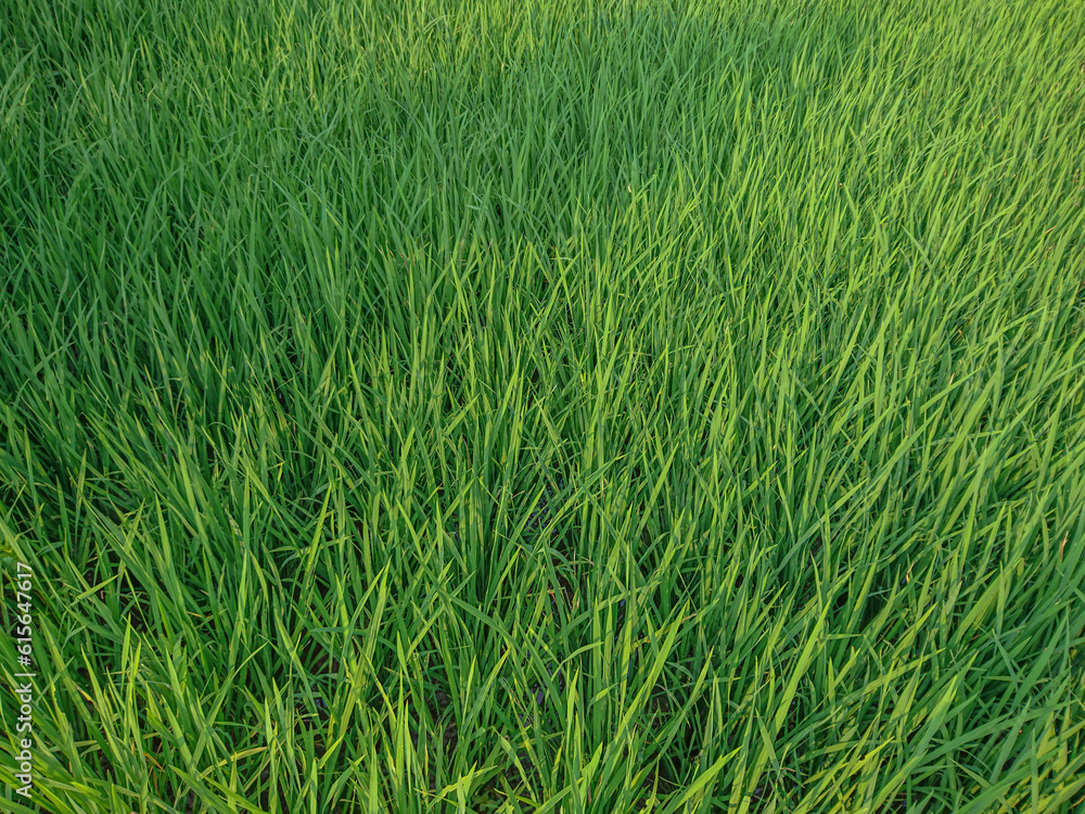 Green Rice Field Texture Green Rice Field Texture