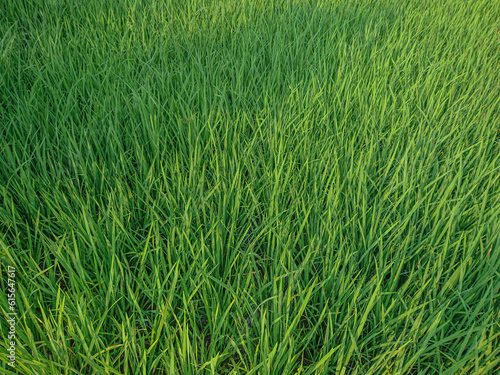 Green Rice Field Texture