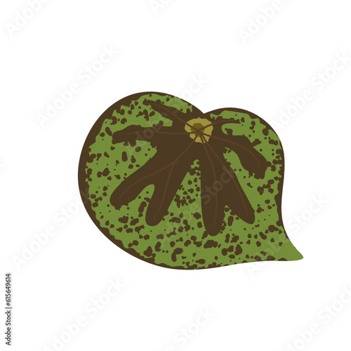 BEGONIA PLANT ILLUSTRATION
