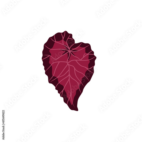 BEGONIA PLANT ILLUSTRATION