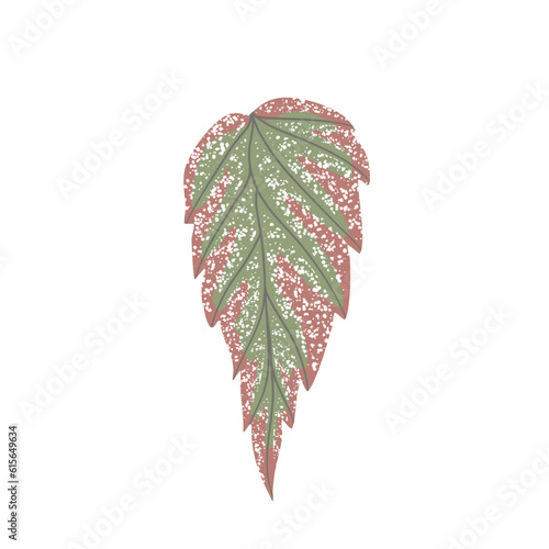 BEGONIA PLANT ILLUSTRATION