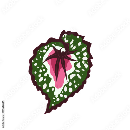 BEGONIA PLANT ILLUSTRATION