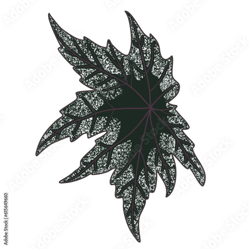 BEGONIA PLANT ILLUSTRATION