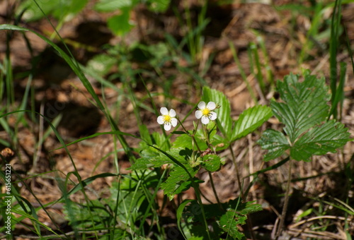 Blooming strawberries on a sunny June morning. Moscow region Russia