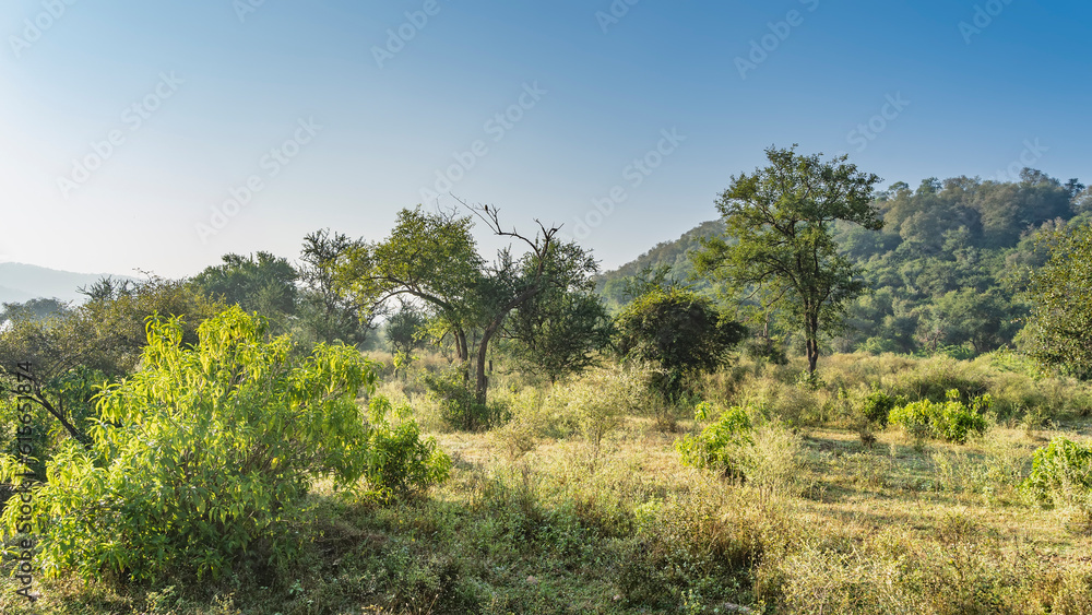 Sunny morning in the jungle. The green grass in the clearing, bushes, trees are illuminated by the sun. A hill against the blue sky. Sariska National Park. India.