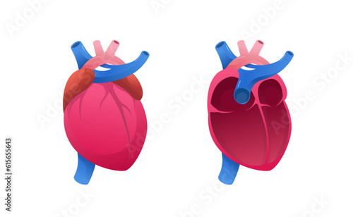 heart or cardiac healthcare medical human organ anatomy for education purpose photo
