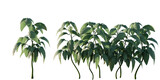 isolated  bushes basil plant, best use for landscape designer, best use for post pro render.