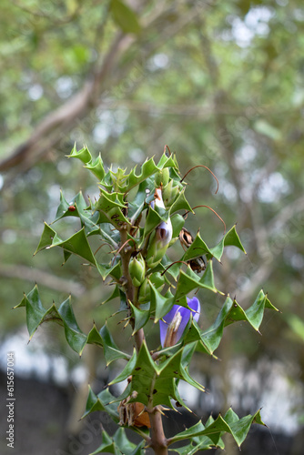 Acanthus ilicifolius