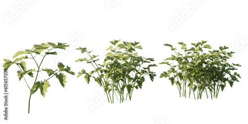 isolated bushes coriander plant  best use for landscape designer  best use for post pro render.