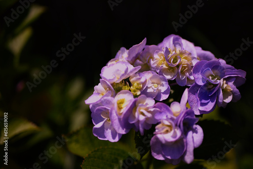 あじさい アジサイ 紫陽花 hydrangea hortensi