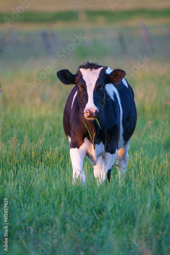Φωτογραφία Portrait of holstein bull walking in pasture