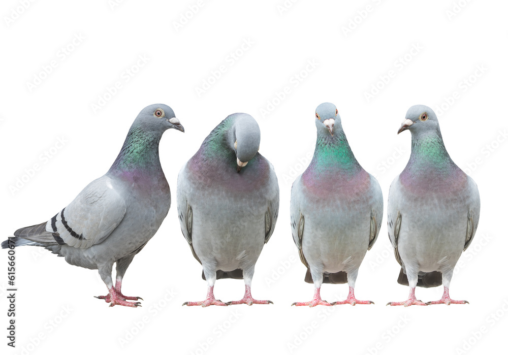 variety post of homing pigeon standing straigh isolate white background variety post of homing pigeon standing straigh isolate white background