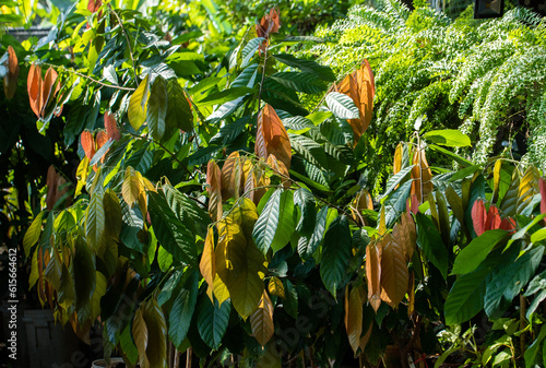 Photos Cacao Tree (Theobroma cacao). Organic cocoa fruit pods in nature.