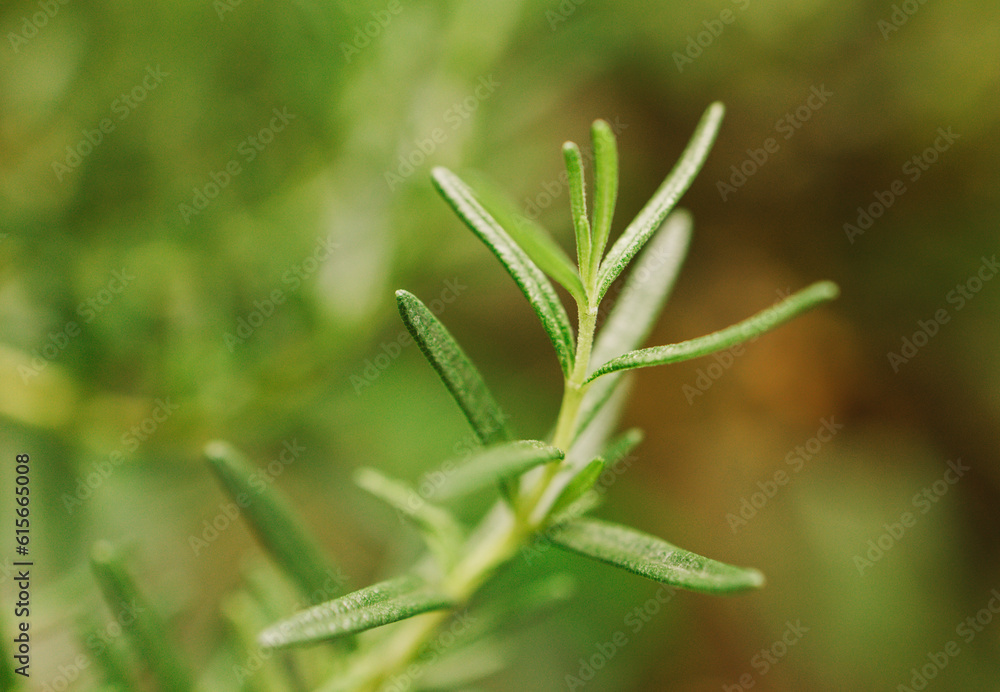 Fresh Rosemary Herb grow outdoor. Rosemary leaves Close-up. Fresh Rosemary Herb grow outdoor. Rosemary leaves Close-up.