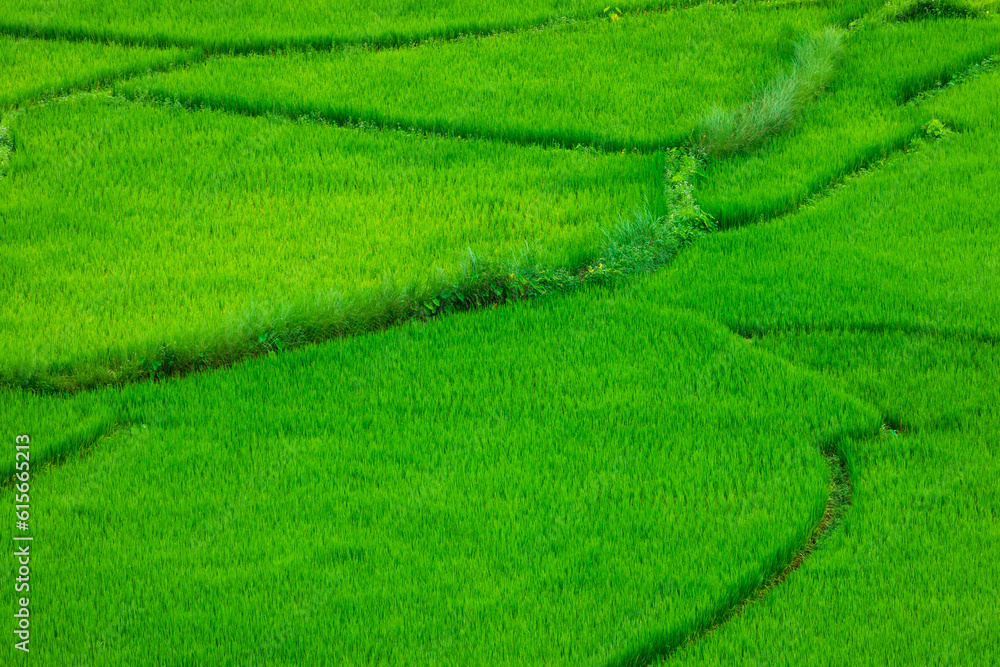 top view Terraced rice field at Chiangmai Northern Thailand top view Terraced rice field at Chiangmai Northern Thailand