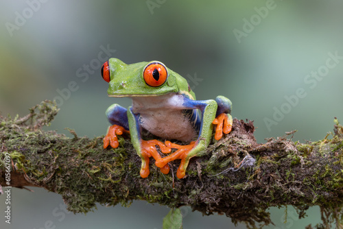 a close front view of a red-eyed tree frog facing left on a branch