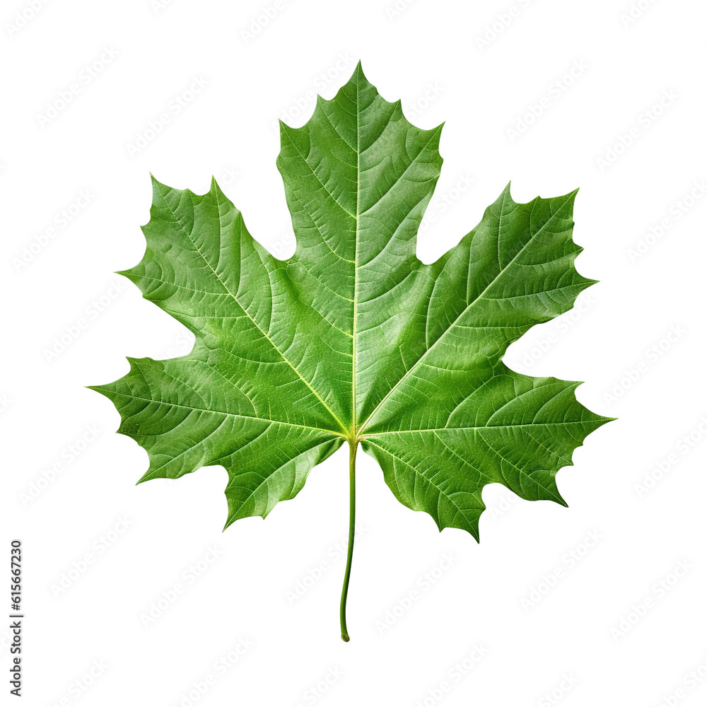 green maple leaf isolated created with Generative AI green maple leaf isolated created with Generative AI
