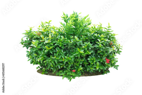 Ixora Red needle flower.  png  Ornamental plants and evergreen shrubs  shrubs  square shape. For making fences and decorating the garden for beauty.
