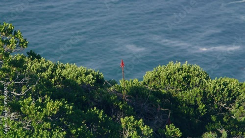 Red flower surrounded by green bushes infront of blue ocean at cape point national park