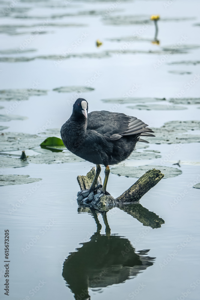 Fototapeta premium Eurasian coot (Fulica atra), common coot, Australian coot stands on its foot on the wooden stick. It is largely black bird with the white bill and frontal shield and red eyes. Close-up portrait.