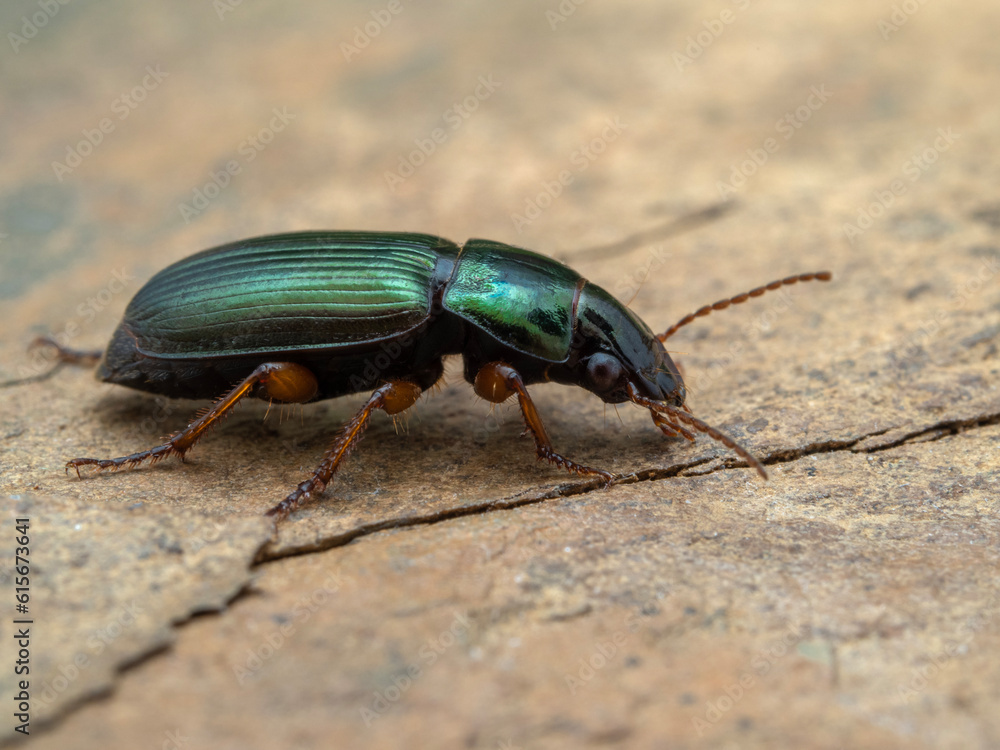 P5130898 ground beetle, Harpalus affinis, on stone, cECP 2023 P5130898 ground beetle, Harpalus affinis, on stone, cECP 2023