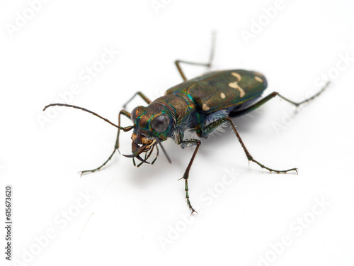 P5270940 western tiger beetle, Cicindela oregona, isolated, cECP 2023 © Ernie Cooper