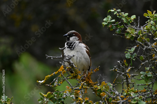 Haussperling - Männchen // House sparrow - male (Passer domesticus) photo
