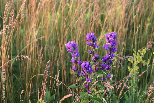 Campanula crowded with purple flowers against the background of dry grass on a summer evening