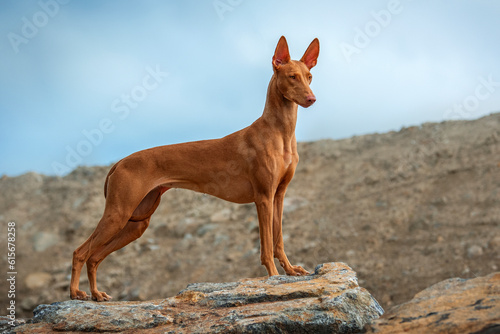 Bild auf Leinwand A very beautiful dog Pharaoh Hound stands and poses on a stone on a summer eveni