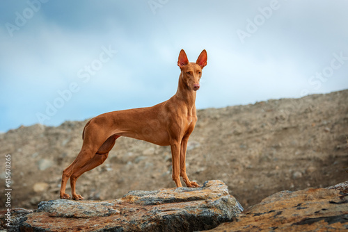 Fotografie A very beautiful dog Pharaoh Hound stands and poses on a stone on a summer evening