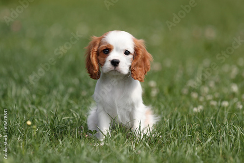 Fototapeta Cute little puppy cavalier king charles spaniel