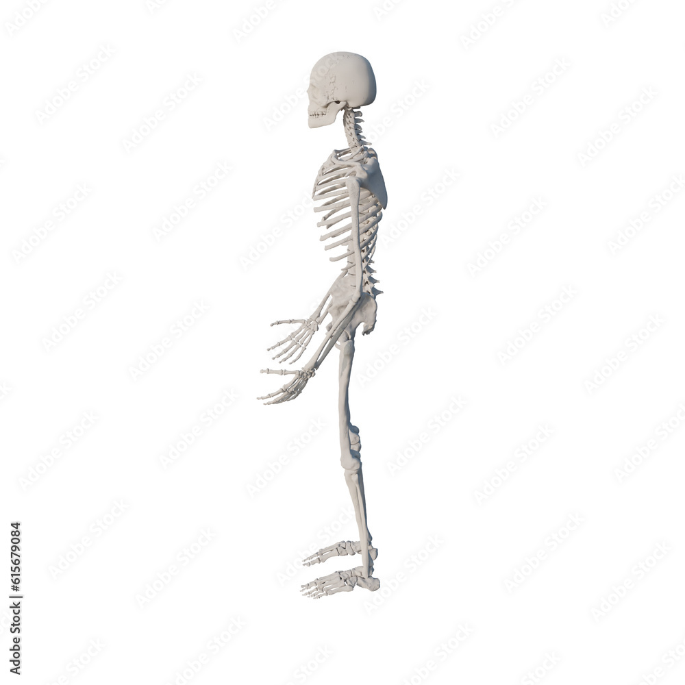 Human skeleton isolated on transparent background, png, side view