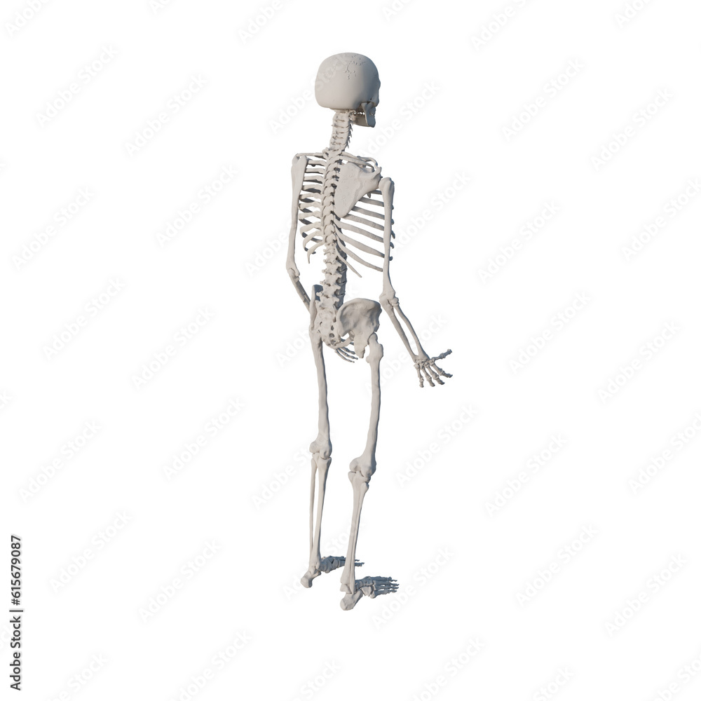 A 3d human skeleton isolated