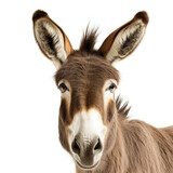 Closeup of a Donkey's (Equus africanus asinus) face