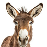 Closeup of a Donkey's (Equus africanus asinus) face