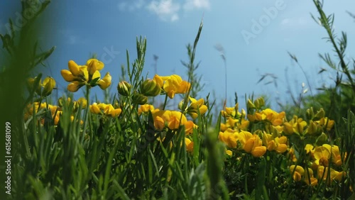 Low angle closeup shot of common evening primrose flowers moving in the wind photo